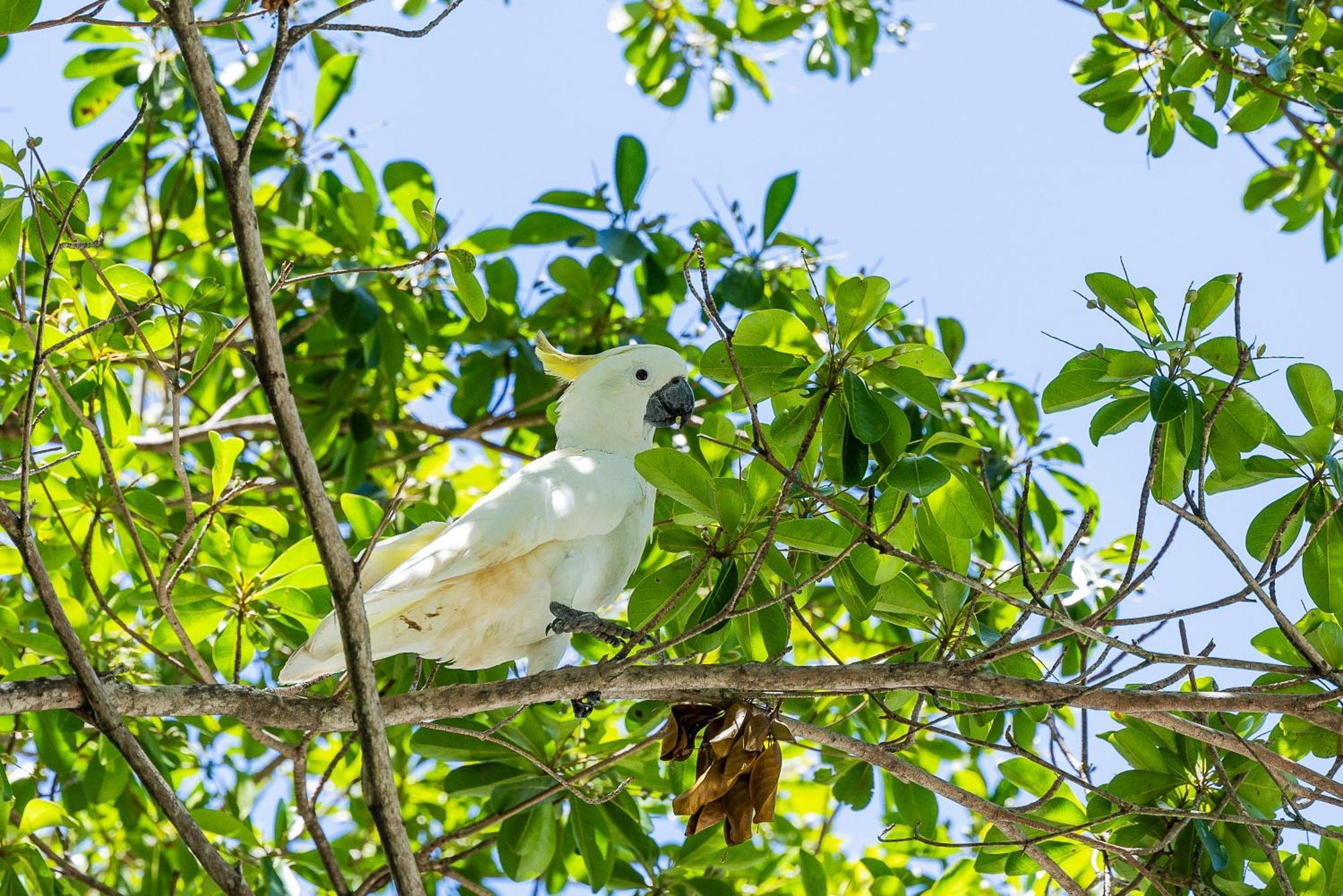Kipara Tropical Rainforest Retreat Resort Airlie Beach