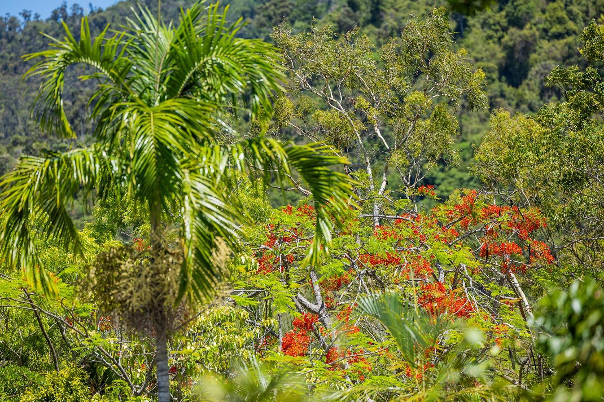 Kipara Tropical Rainforest Retreat
