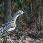 Airlie Beach Eco Cabins - Adults Only