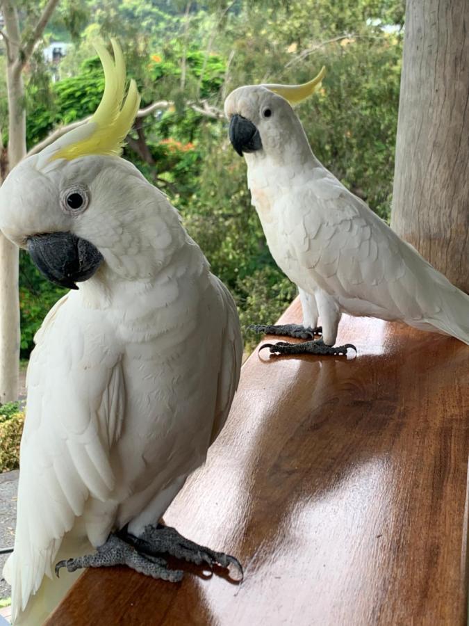 Airlie 3* Airlie Beach