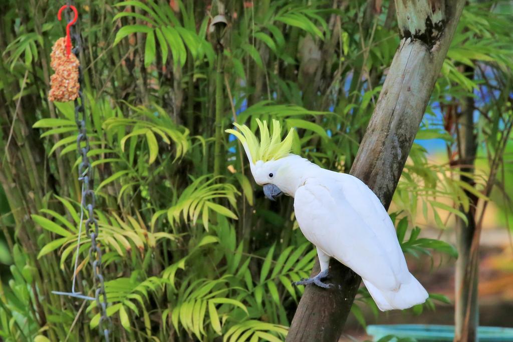 Big4 Whitsundays Tropical Eco 3* Airlie Beach