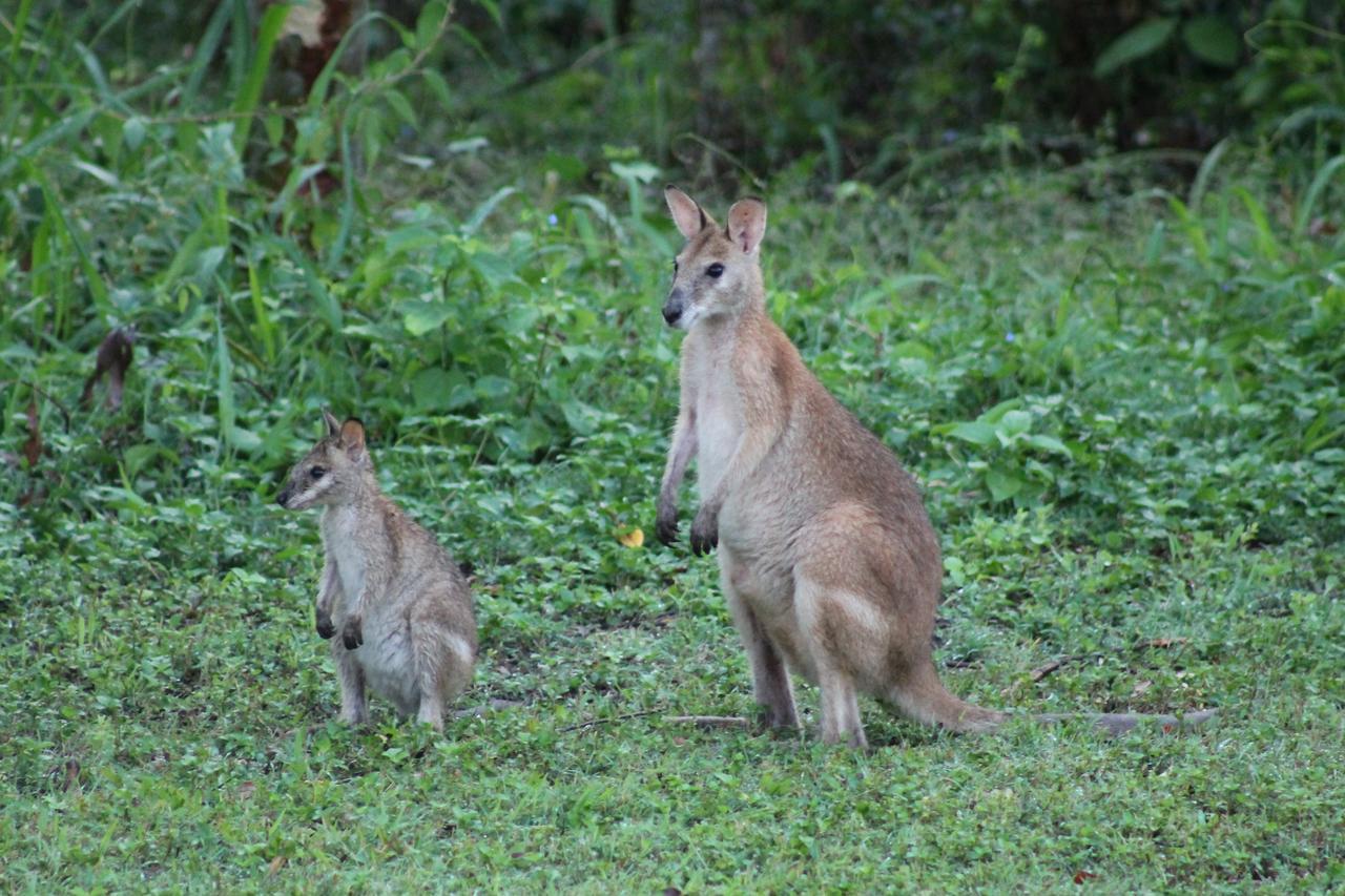 Airlie Eco - Adults Only Lodge Airlie Beach